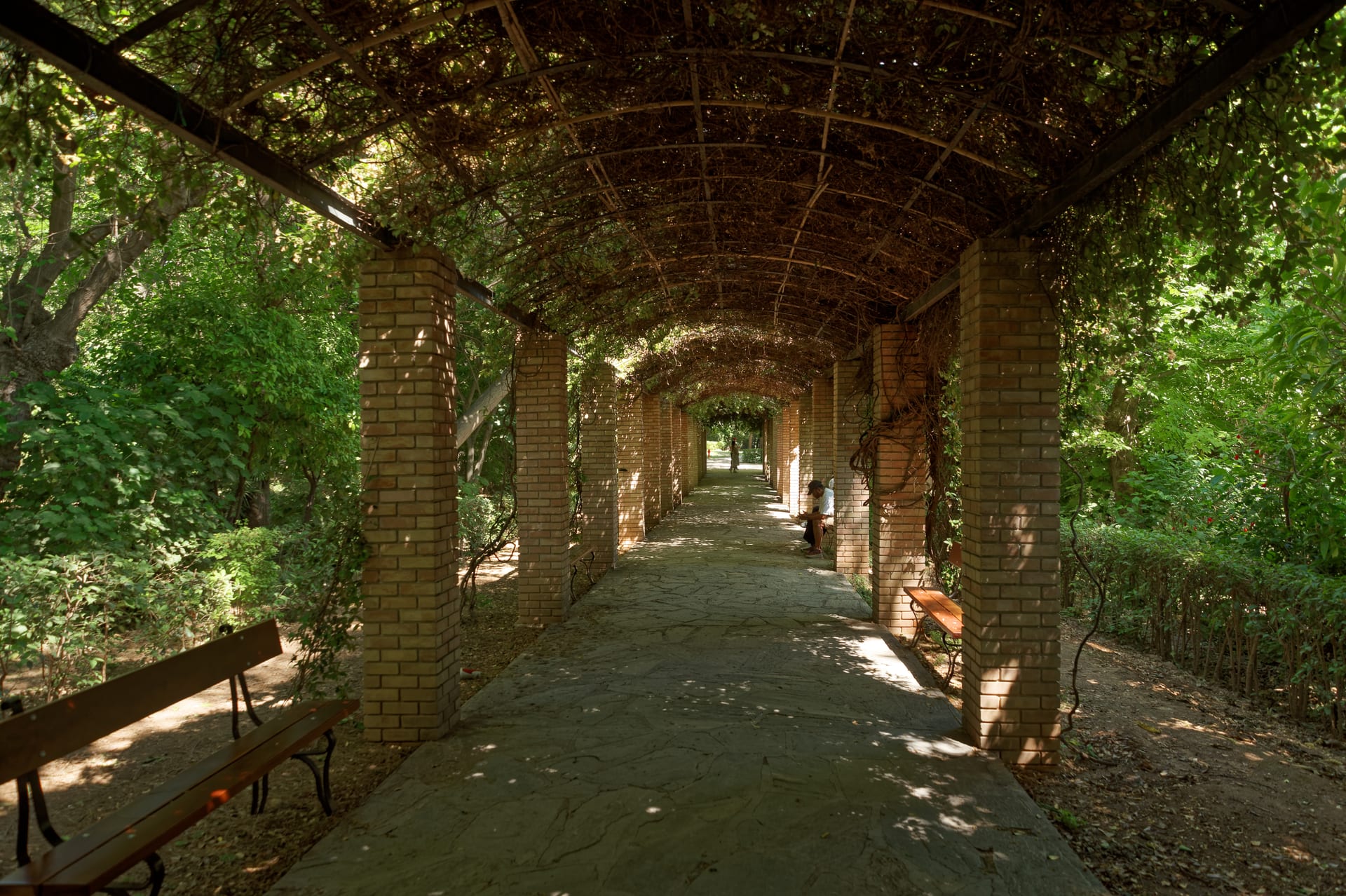 A shaded pergola walkway with vine-covered brick pillars and benches in the National Garden of Athens.